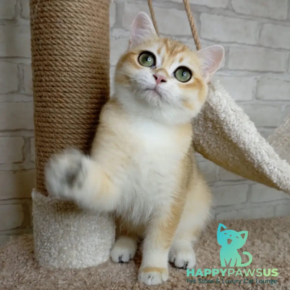 Iris British Shorthair male black golden chinchilla - live animals