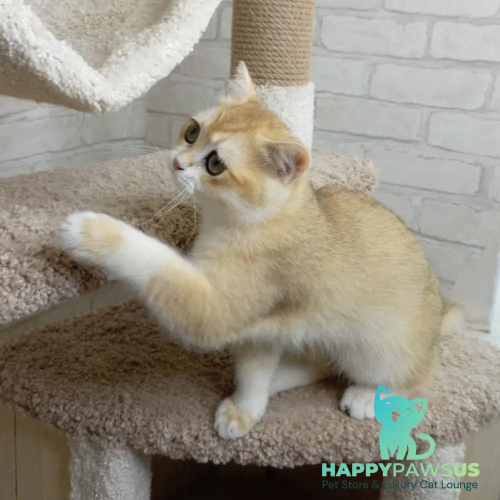 Iris British Shorthair male black golden chinchilla - live animals