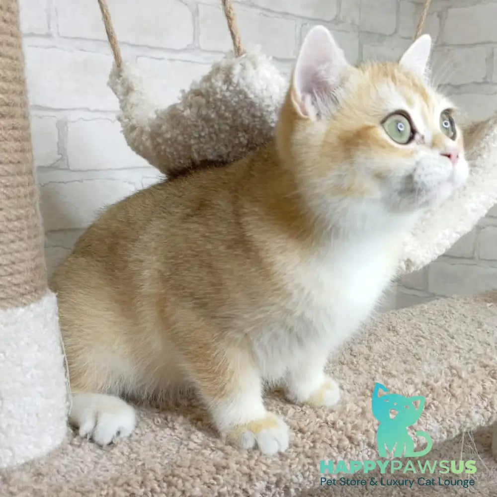 Iris British Shorthair male black golden chinchilla - live animals