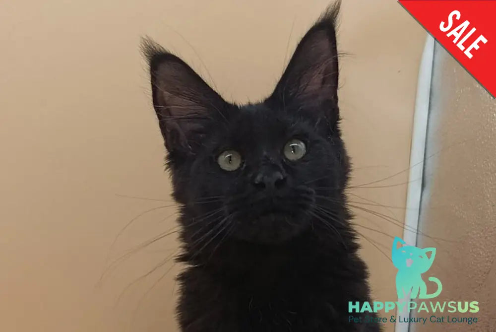 Iris Maine Coon female black silver - live animals