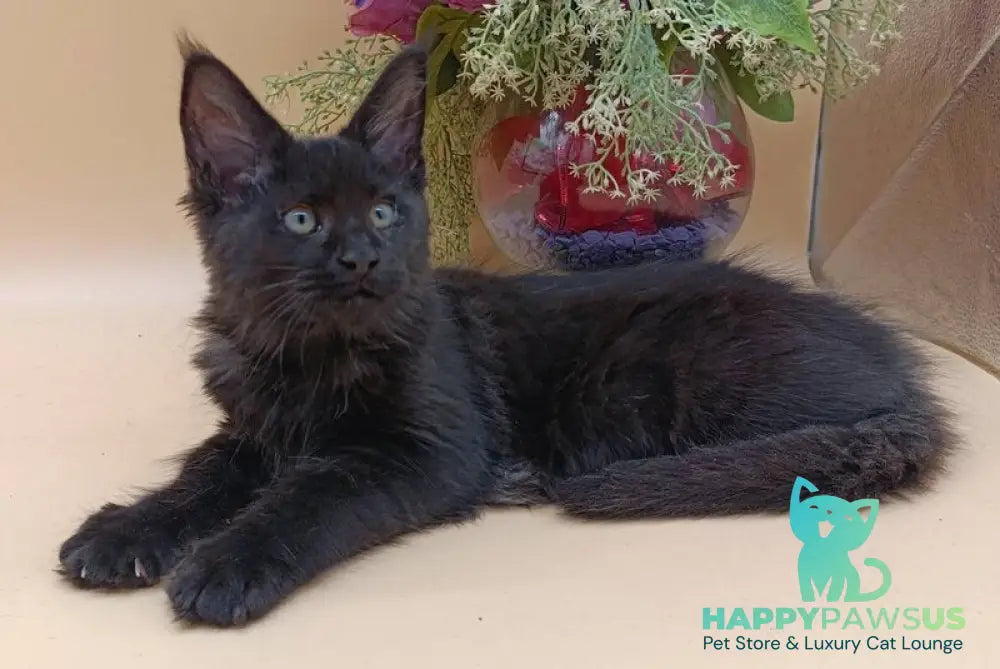 Iris Maine Coon female black silver - live animals