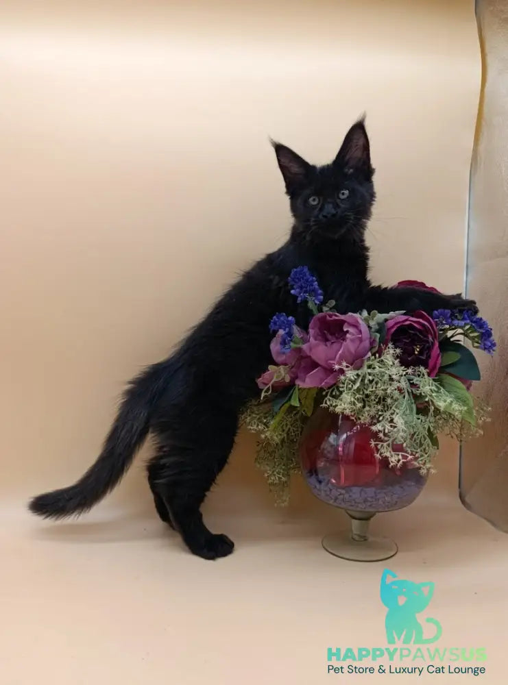 Iris Maine Coon female black silver - live animals