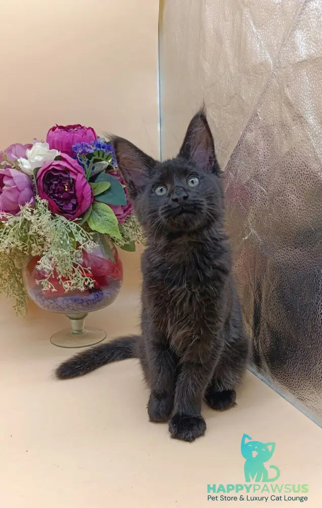 Iris Maine Coon female black silver - live animals