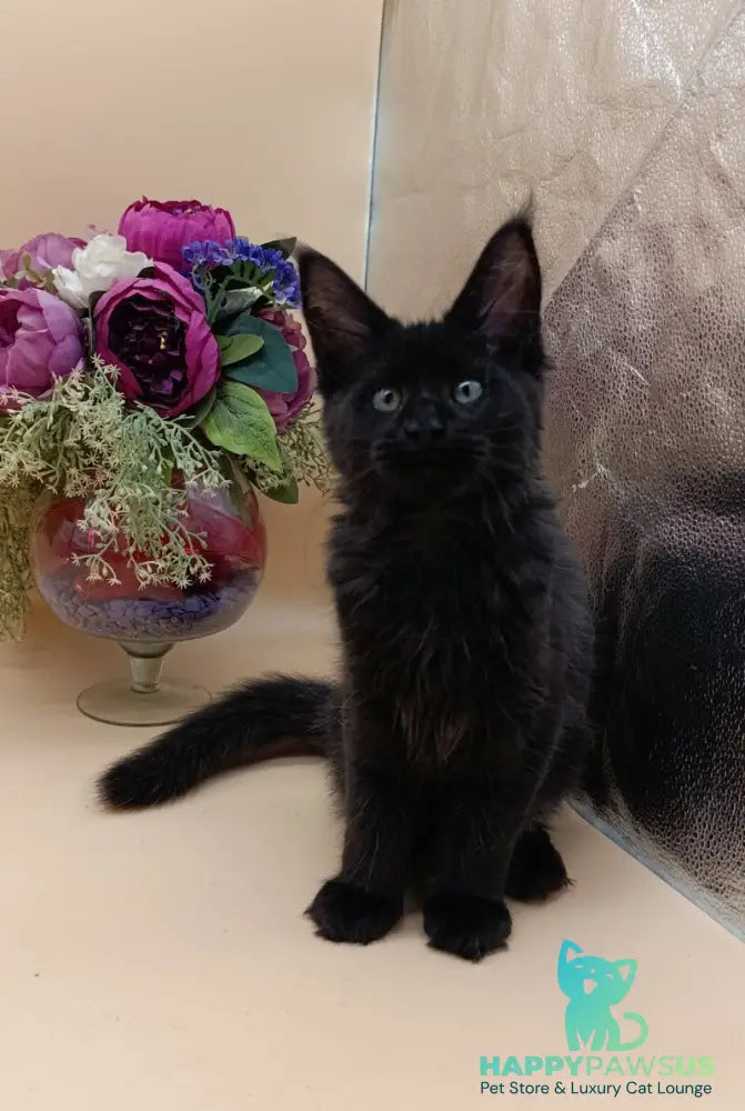 Iris Maine Coon female black silver - live animals