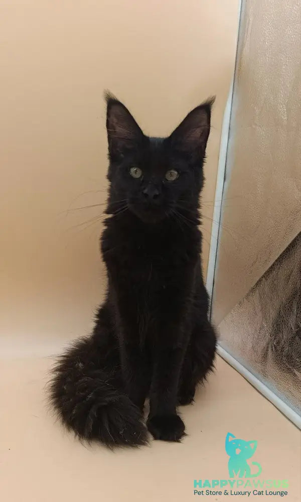 Iris Maine Coon female black silver - live animals