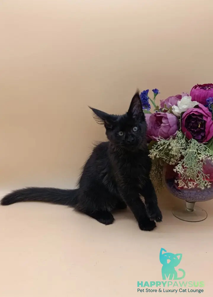 Iris Maine Coon female black silver - live animals