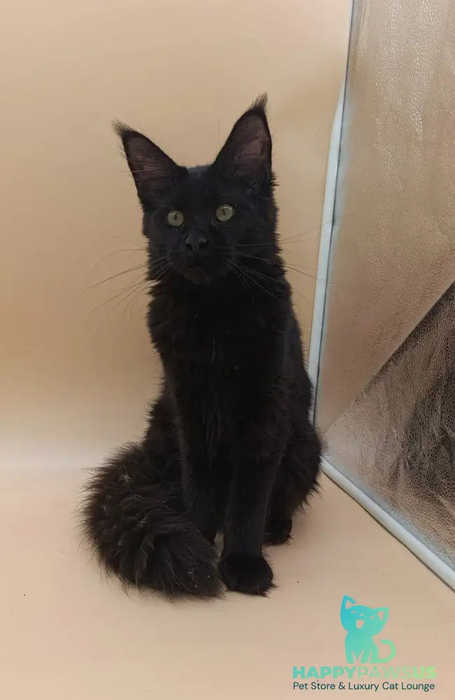 Iris Maine Coon female black silver - live animals