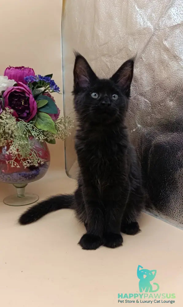 Iris Maine Coon female black silver - live animals