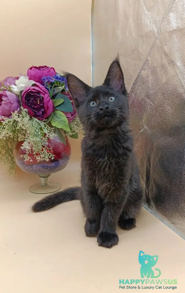 Iris Maine Coon female black silver - live animals