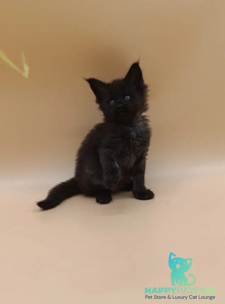 Iris Maine Coon female black silver live animals