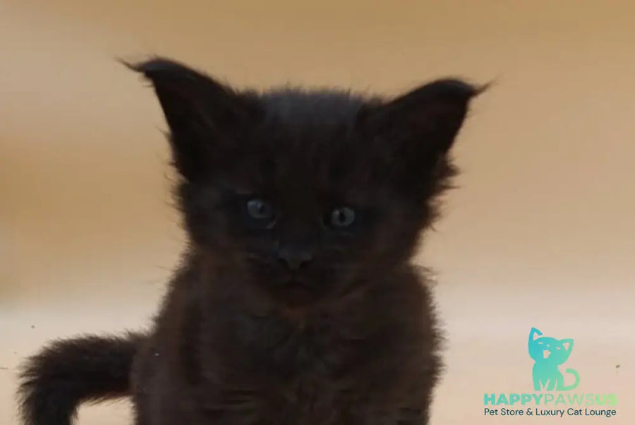 Iris Maine Coon female black silver live animals