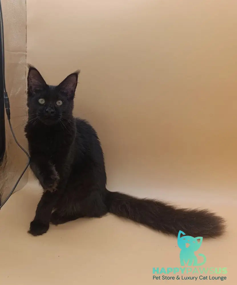 Iris Maine Coon female black silver - live animals