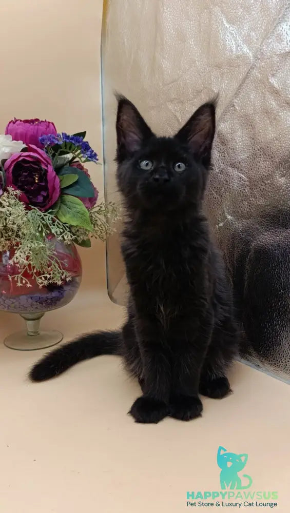 Iris Maine Coon female black silver - live animals