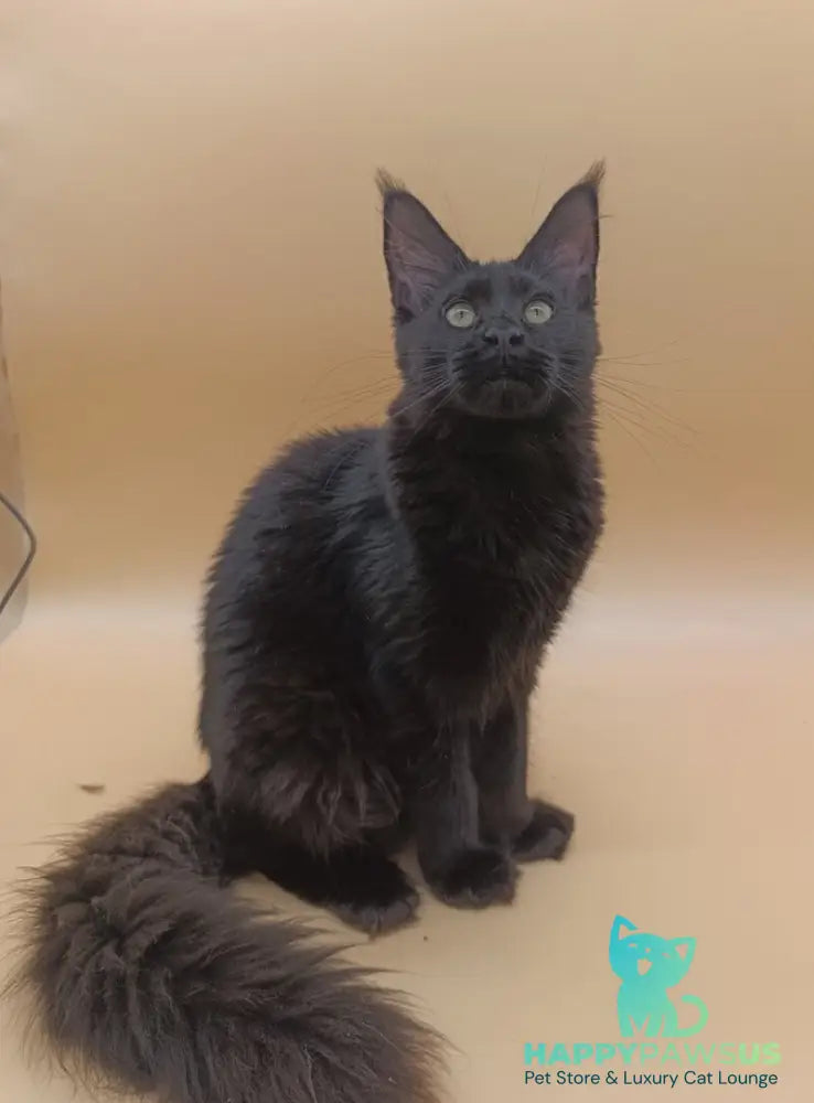 Iris Maine Coon female black silver - live animals