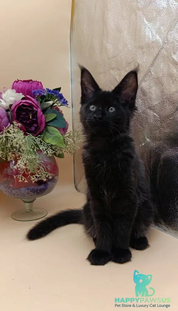 Iris Maine Coon female black silver - live animals