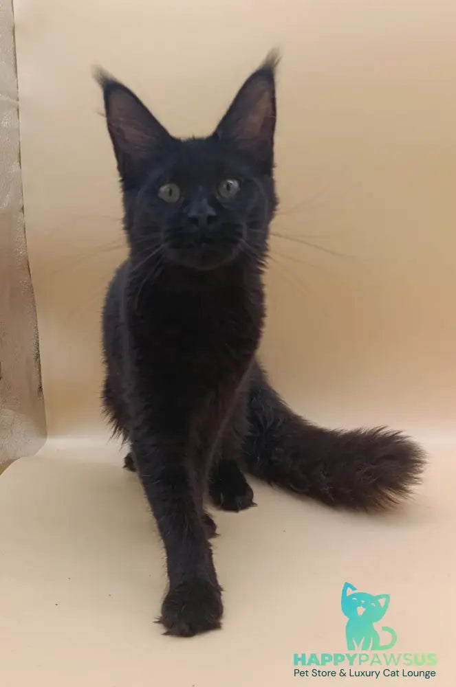 Iris Maine Coon female black silver - live animals