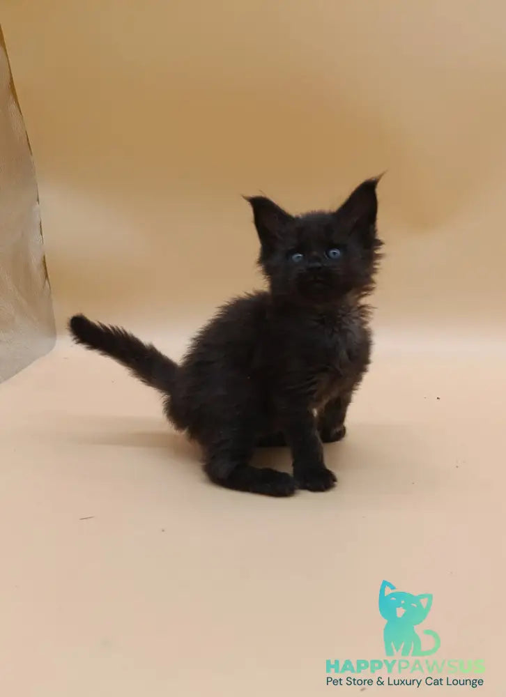 Iris Maine Coon female black silver live animals
