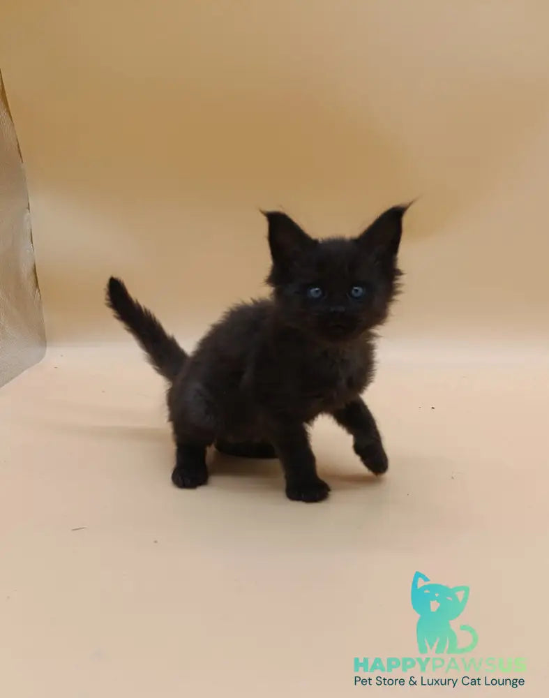 Iris Maine Coon female black silver live animals