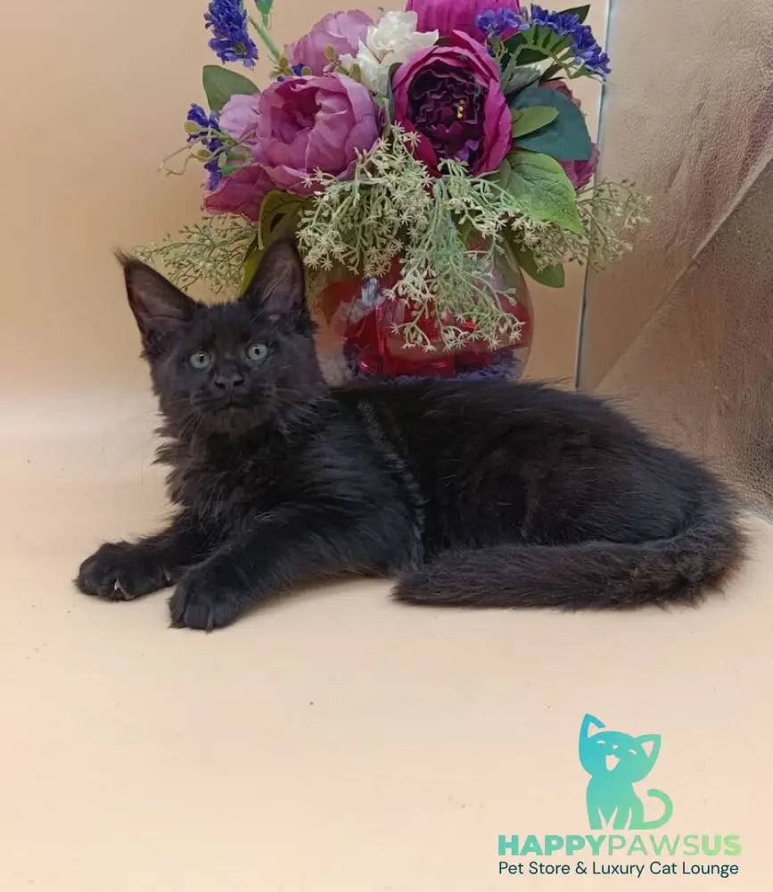 Iris Maine Coon female black silver - live animals