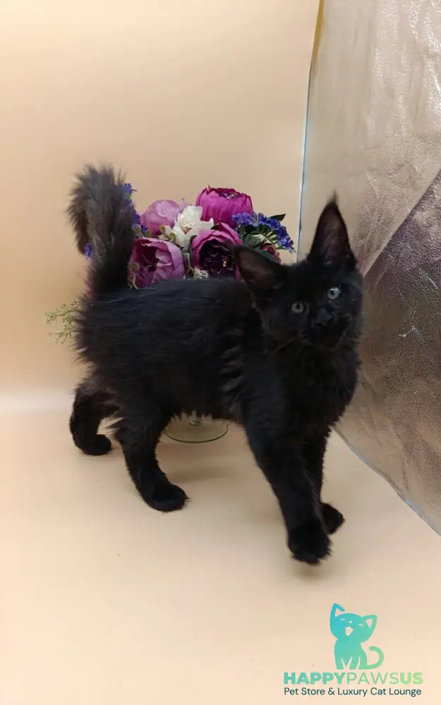 Iris Maine Coon female black silver - live animals