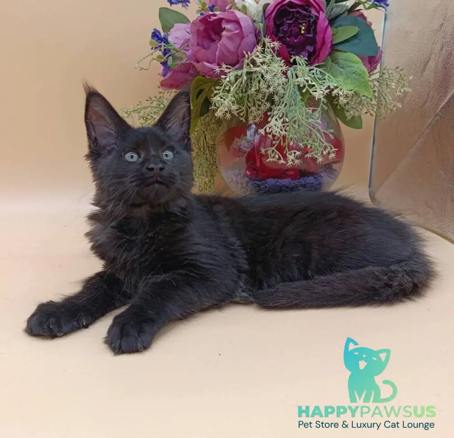 Iris Maine Coon female black silver - live animals