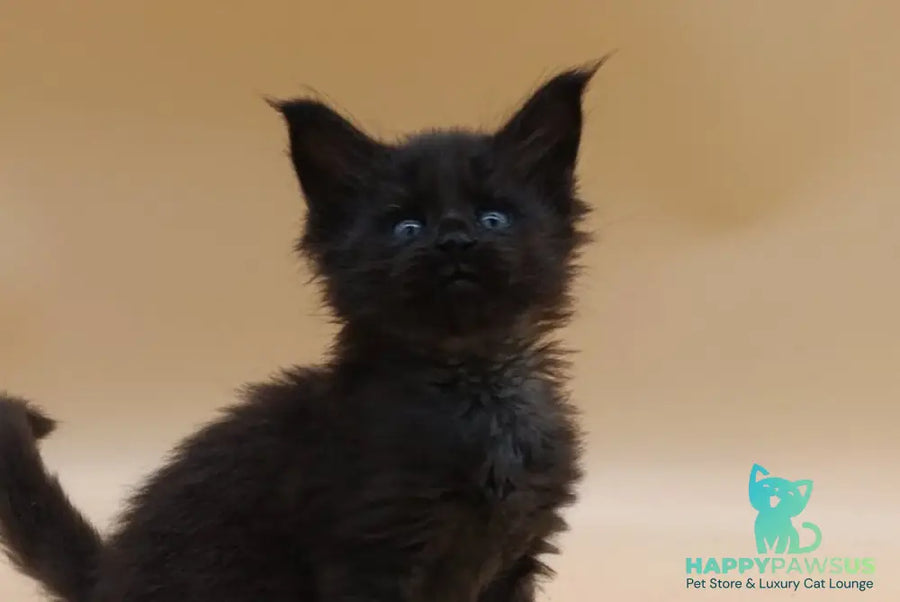 Iris Maine Coon female black silver live animals