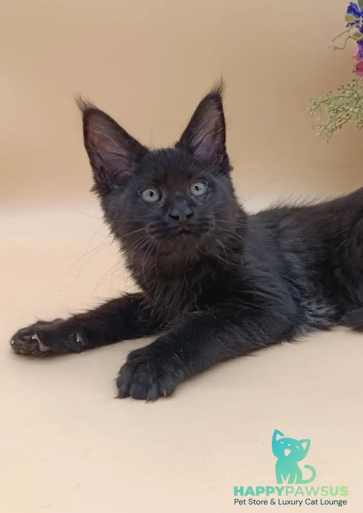 Iris Maine Coon female black silver - live animals