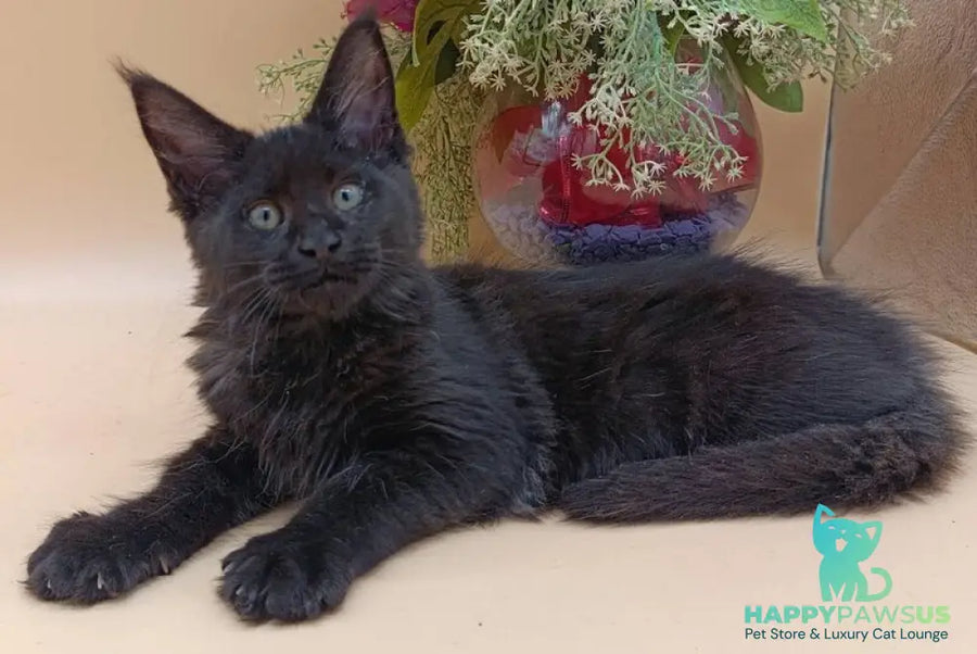 Iris Maine Coon female black silver - live animals