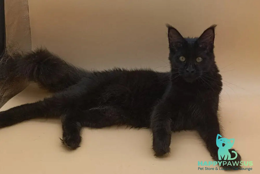 Iris Maine Coon female black silver - live animals