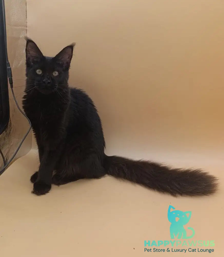 Iris Maine Coon female black silver - live animals