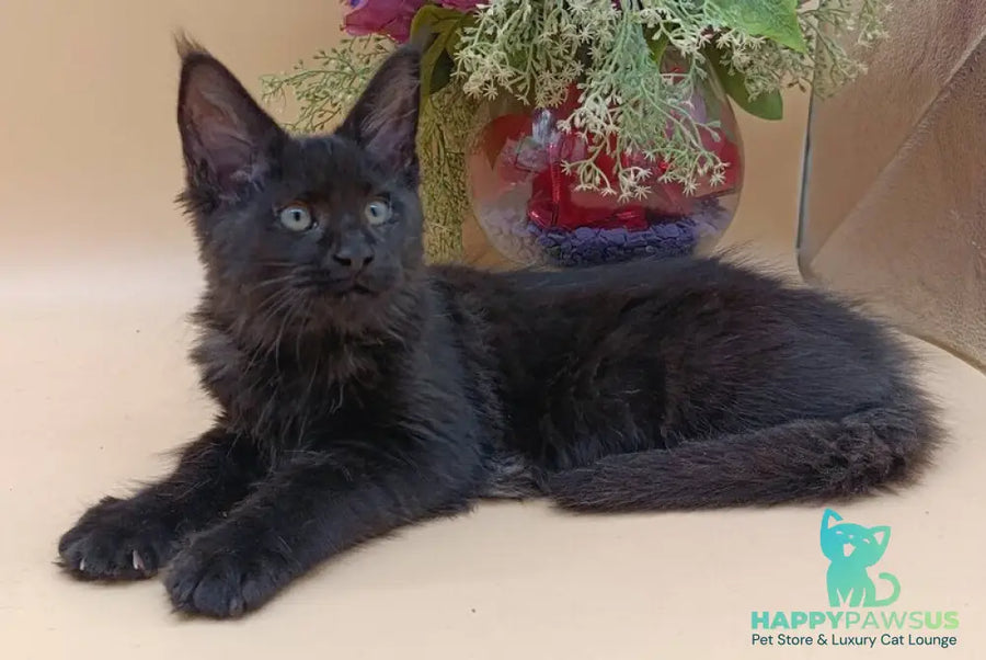 Iris Maine Coon female black silver - live animals