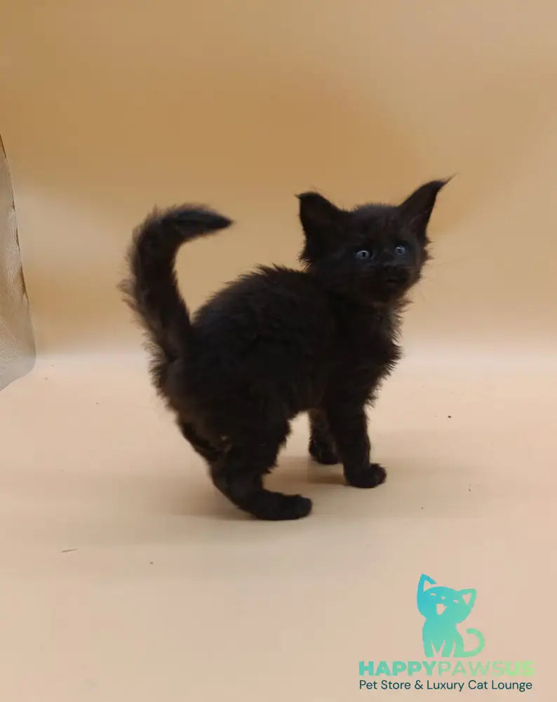 Iris Maine Coon female black silver live animals