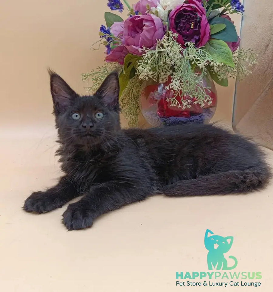 Iris Maine Coon female black silver - live animals