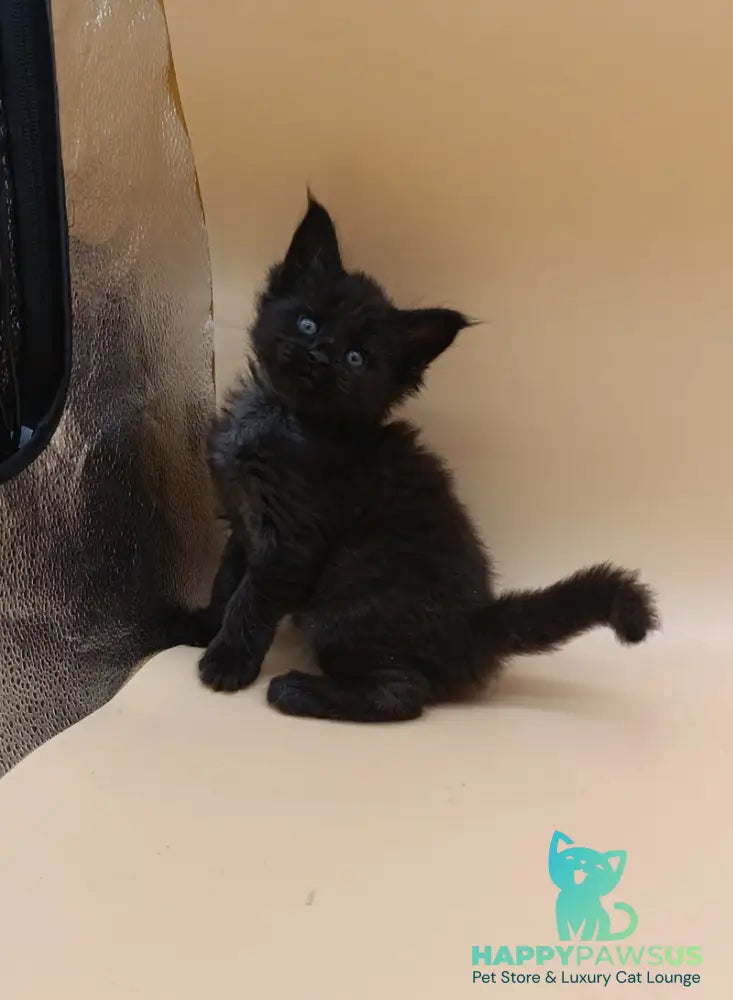 Iris Maine Coon female black silver live animals