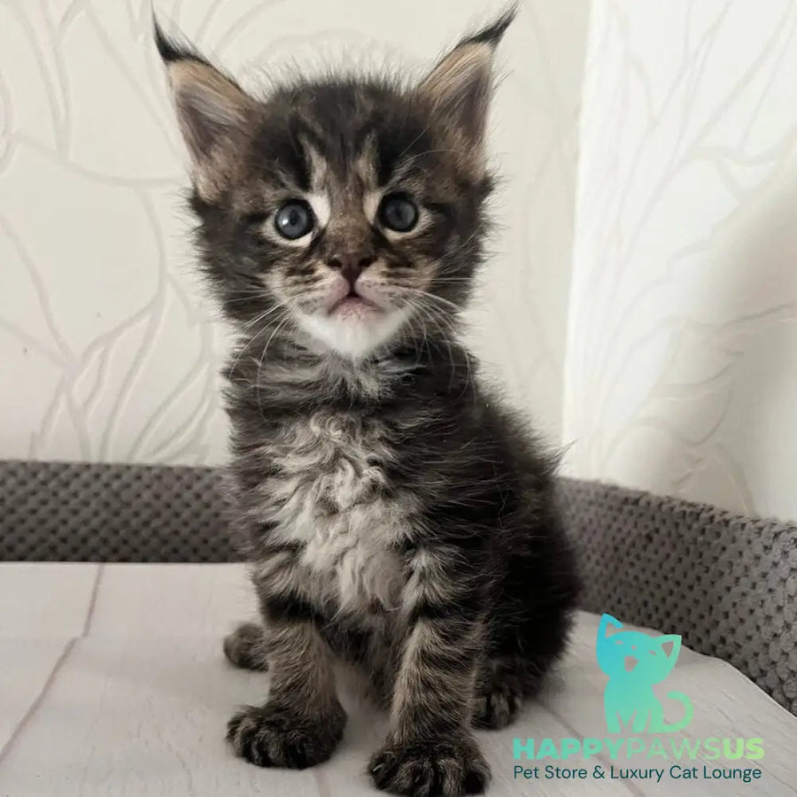 Iris Maine Coon female black tabby - live animals