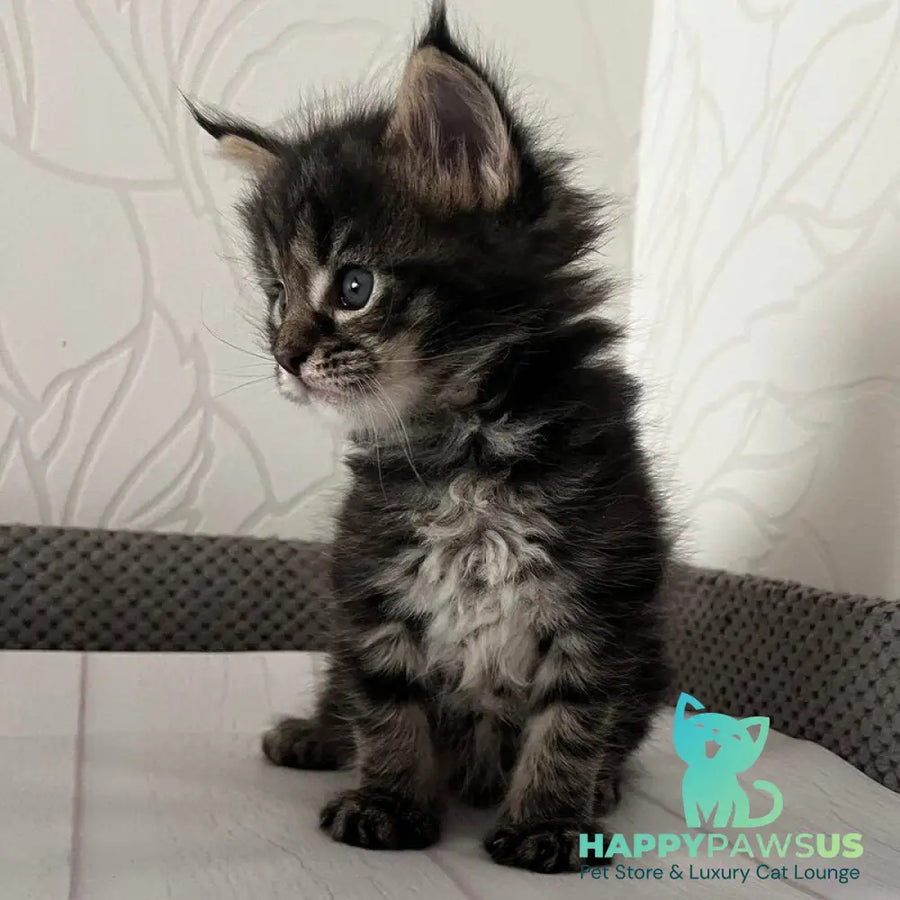 Iris Maine Coon female black tabby - live animals