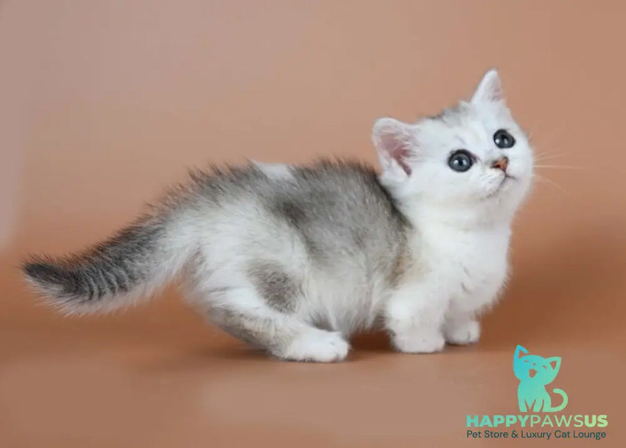 Iris Munchkin female black silver ticked tabby bicolour - live animals