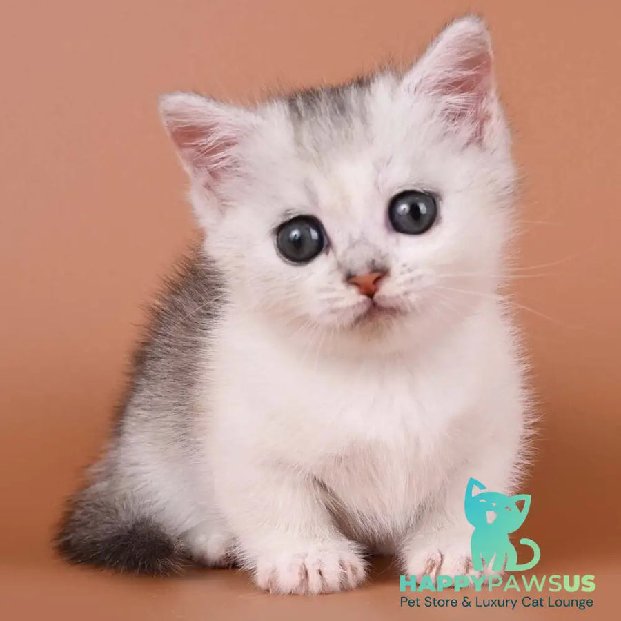 Iris Munchkin female black silver ticked tabby bicolour - live animals