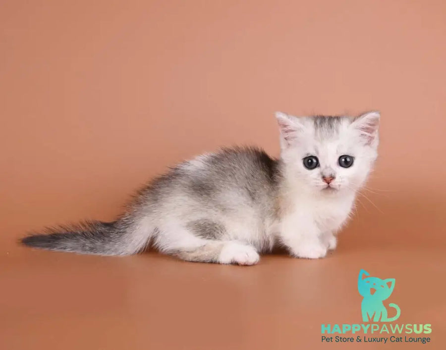 Iris Munchkin female black silver ticked tabby bicolour - live animals
