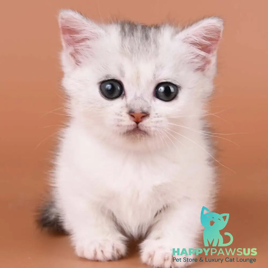 Iris Munchkin female black silver ticked tabby bicolour - live animals