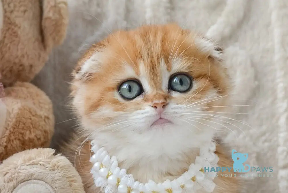 Iris Scottish Fold female black golden spotted tabby live animals