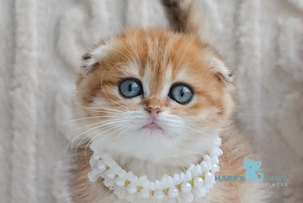 Iris Scottish Fold female black golden spotted tabby live animals