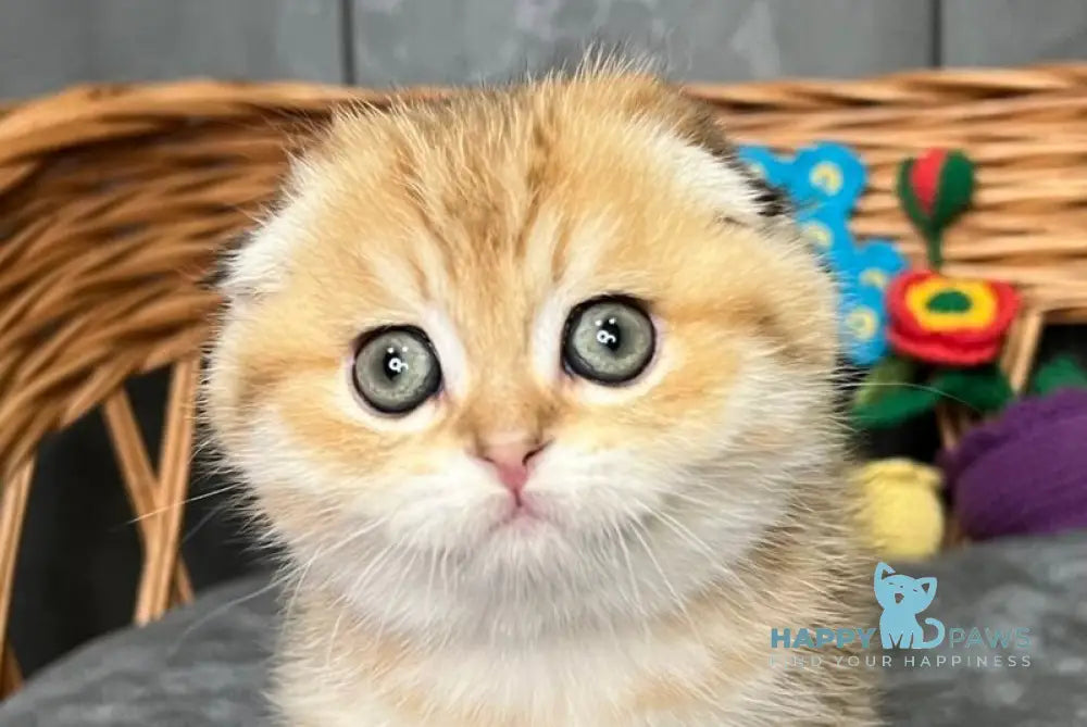 Iris Scottish Fold female black golden spotted tabby live animals