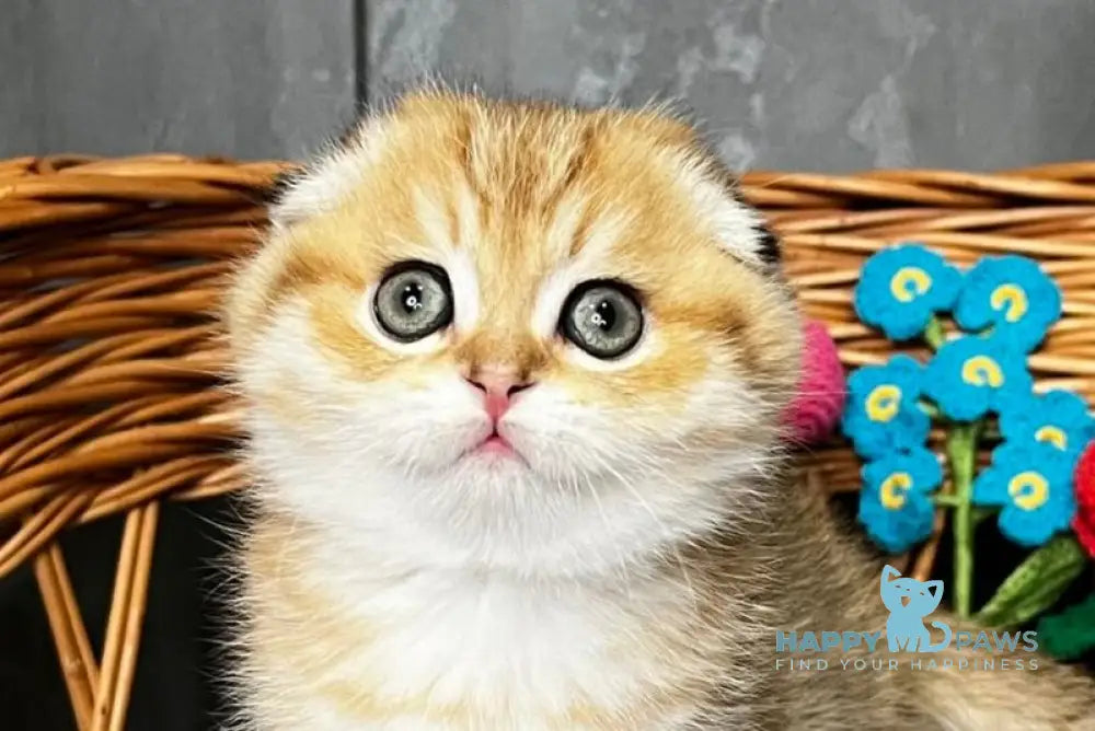 Iris Scottish Fold female black golden spotted tabby live animals