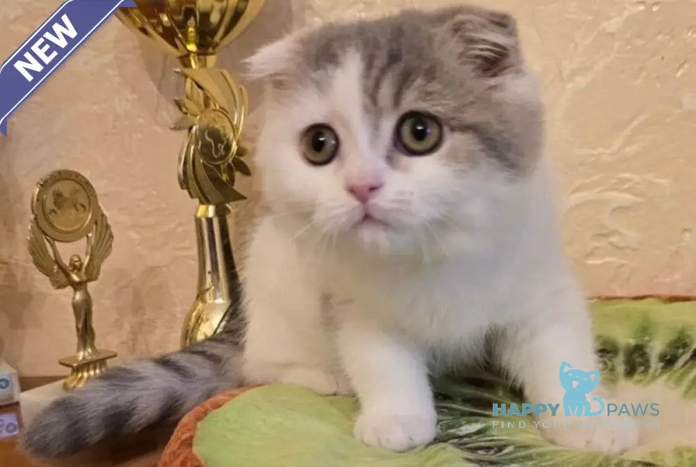 Iris Scottish Fold male blue spotted tabby harlequin live animals