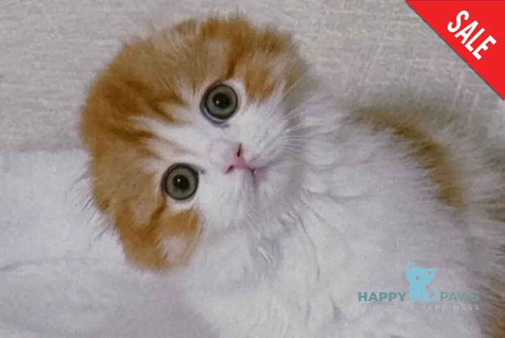 Iris Scottish Fold male red tabby bicolour live animals