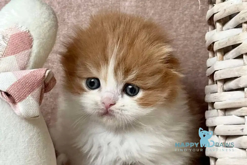 Iris Scottish Fold male red tabby bicolour live animals