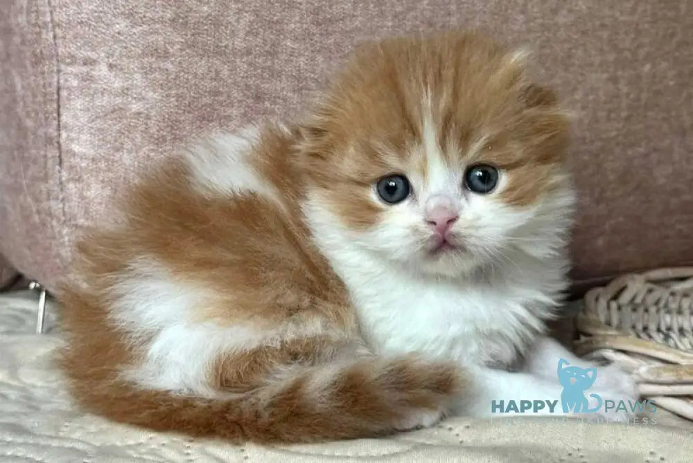 Iris Scottish Fold male red tabby bicolour live animals