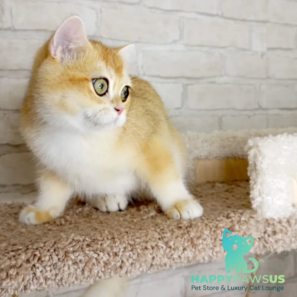 Irish British Shorthair male black golden chinchilla - live animals