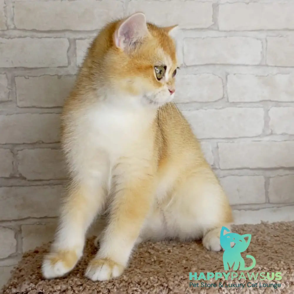 Irish British Shorthair male black golden chinchilla - live animals